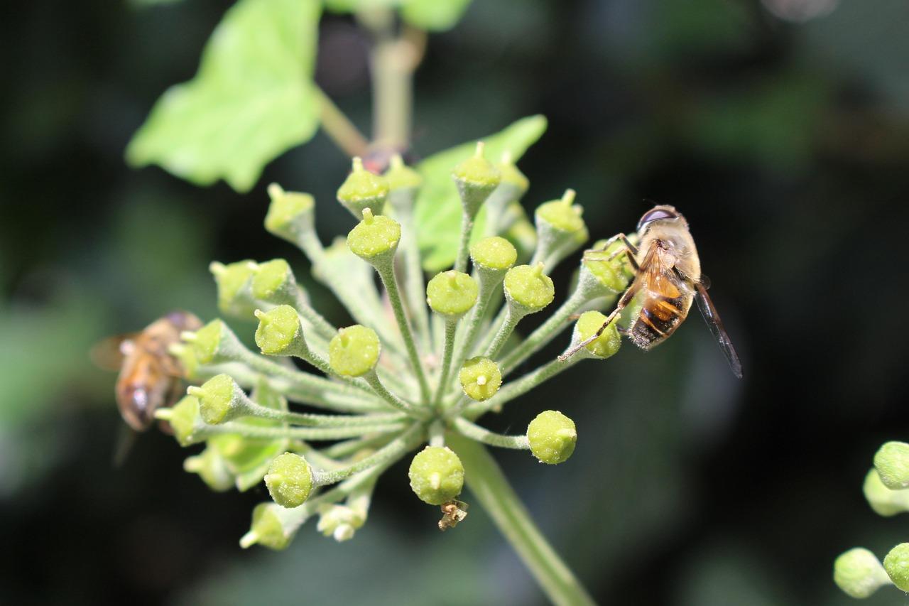 Atelier permaculture d automne