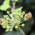 Atelier permaculture d automne